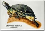 spotted_turtle_6247011624_l