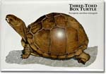 three_toed_box_turtle-1_6246444869_l