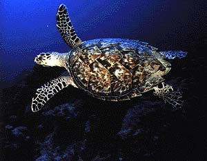 Hawksbill turtle photo